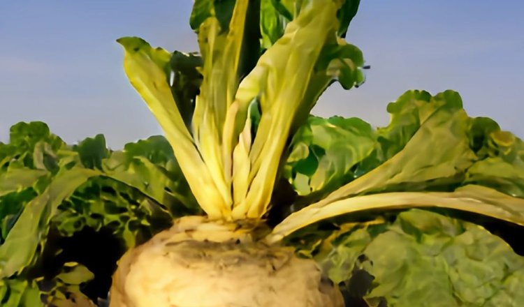    Фото: Медведева Анна, AgroXXI.ru