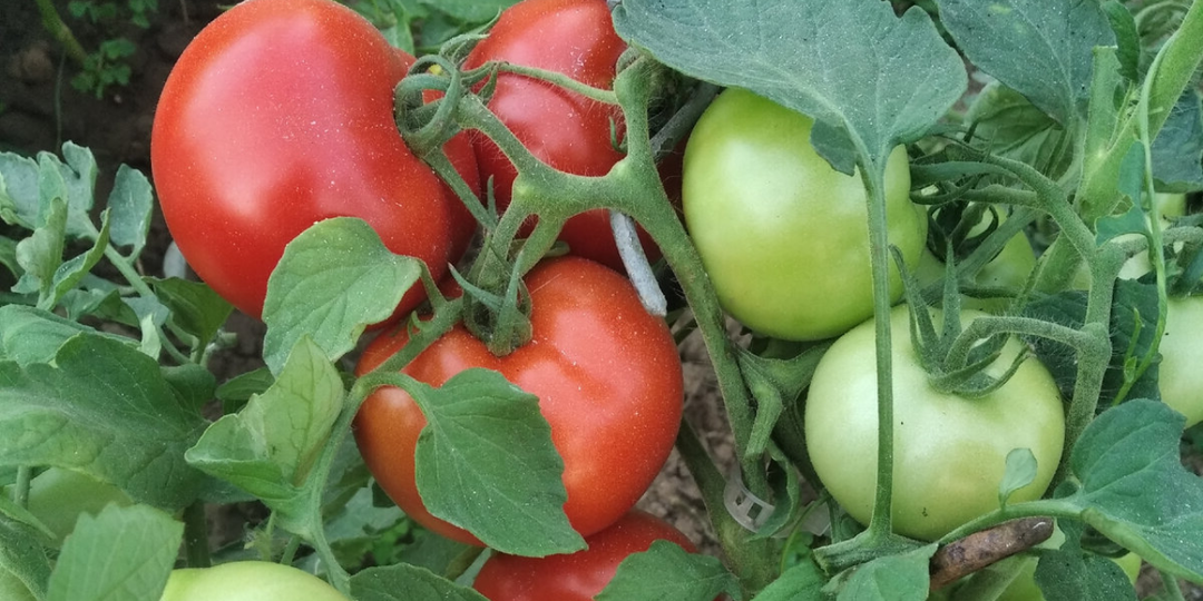 Из 27 сортов низкорослых томатов только 9 оправдали ожидания. По тазику томатов с куста для ленивых