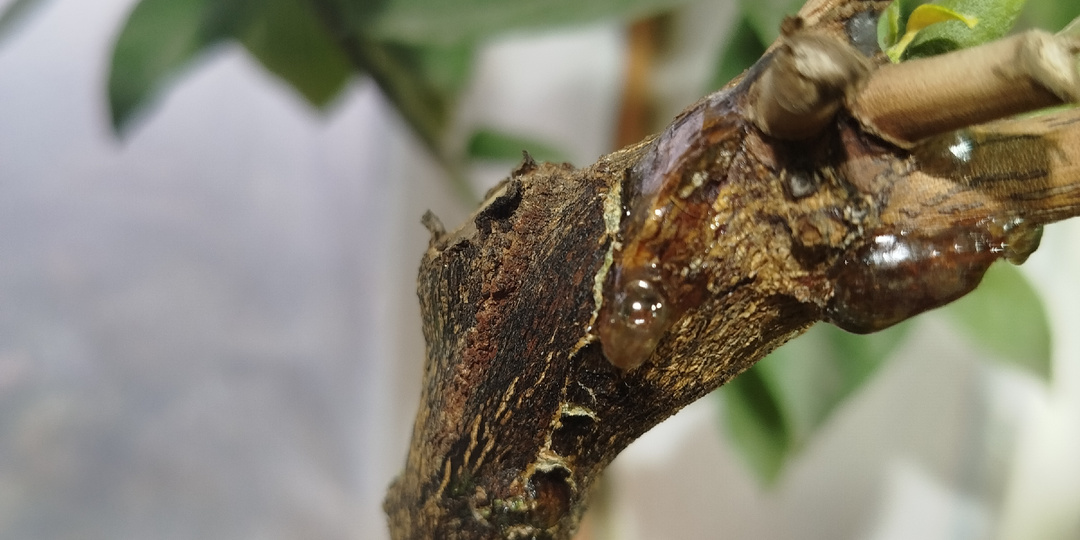 Камедетечение у цитрусовых растений