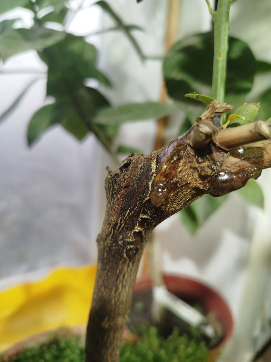 Камедетечение из места прививки