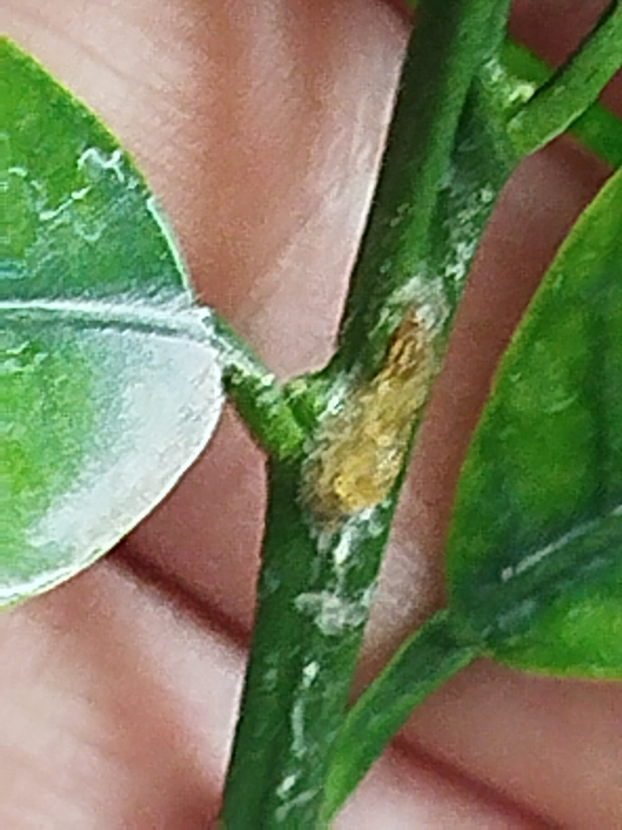 Камедетечение из места механического повреждения