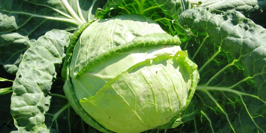 Кочаны от 7 до 13 кг: лучшие сорта капусты по размеру кочана. Не подведут в холодное лето