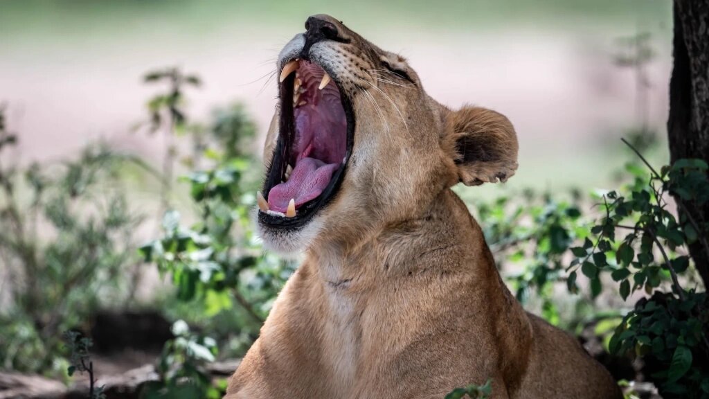 Львята пробуют рычать с первых недель жизни, но это больше напоминает тихое мяуканье. Полноценный рык формируется только к 1 году. Фото: Altezza Travel