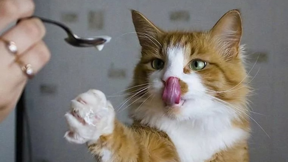 Любители кошек часто задаются вопросом: можно ли давать своим питомцам сметану?