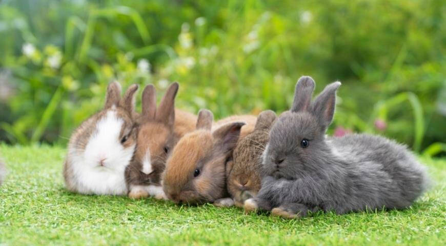 Они кажутся простыми и милыми, но за этой внешностью скрывается целый мир, полный неожиданных открытий.