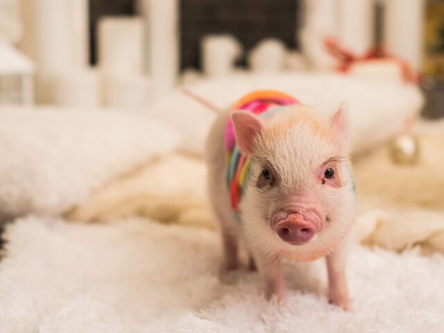    Фото: 123RF.com/vyshnova