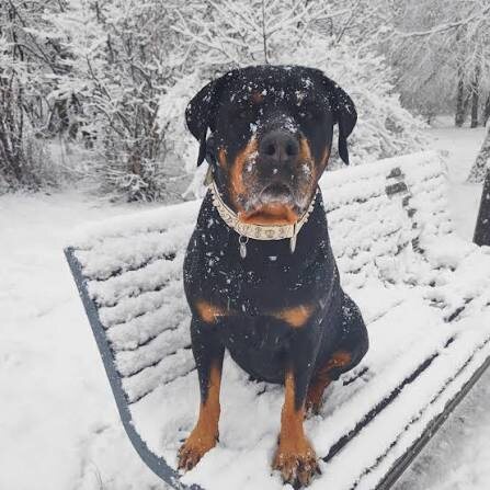 Первый снег