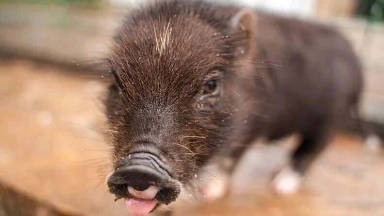    Фото: Ivanova Ksenia/Shutterstock/Fotodom