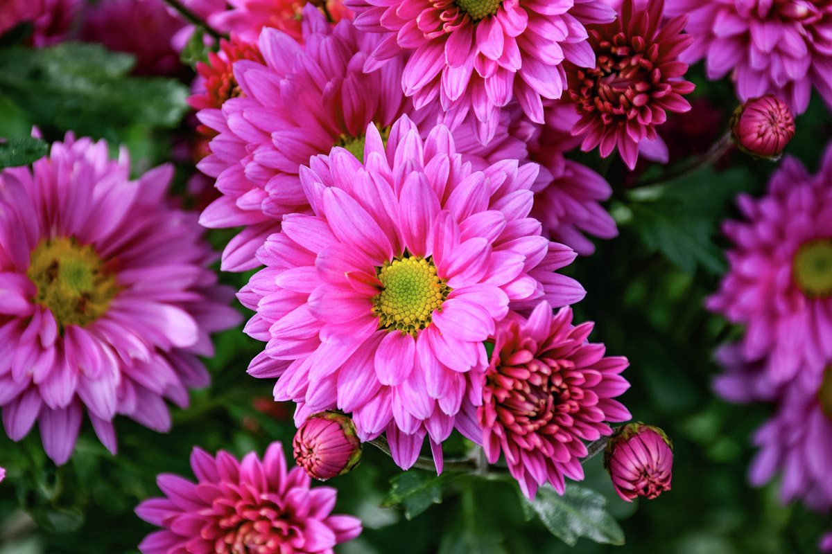 Бал хризантем в Никитском ботаническом саду // Туристический портал Республики Крым, Светлана Мальцева