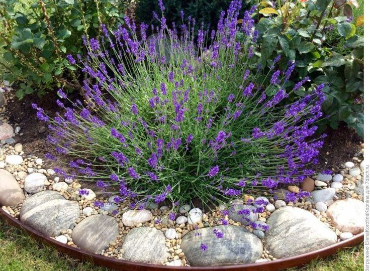 Лаванда под зиму: дружные всходы, крепкая рассада. Какие еще многолетники можно так посадить