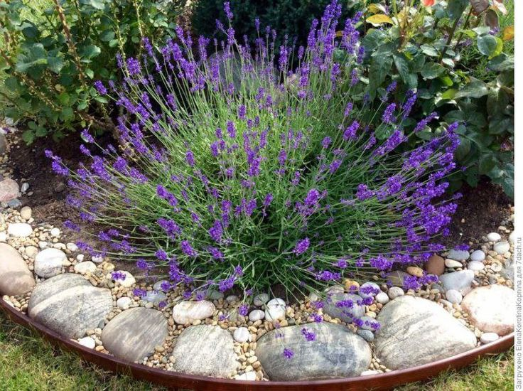 Мне кажется, с камнями и хвойными лаванда больше всего сочетается