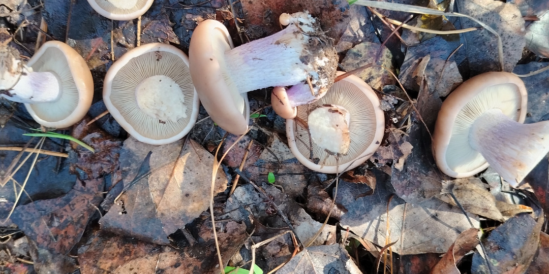 Рецепт маринованной синеножки с чесноком