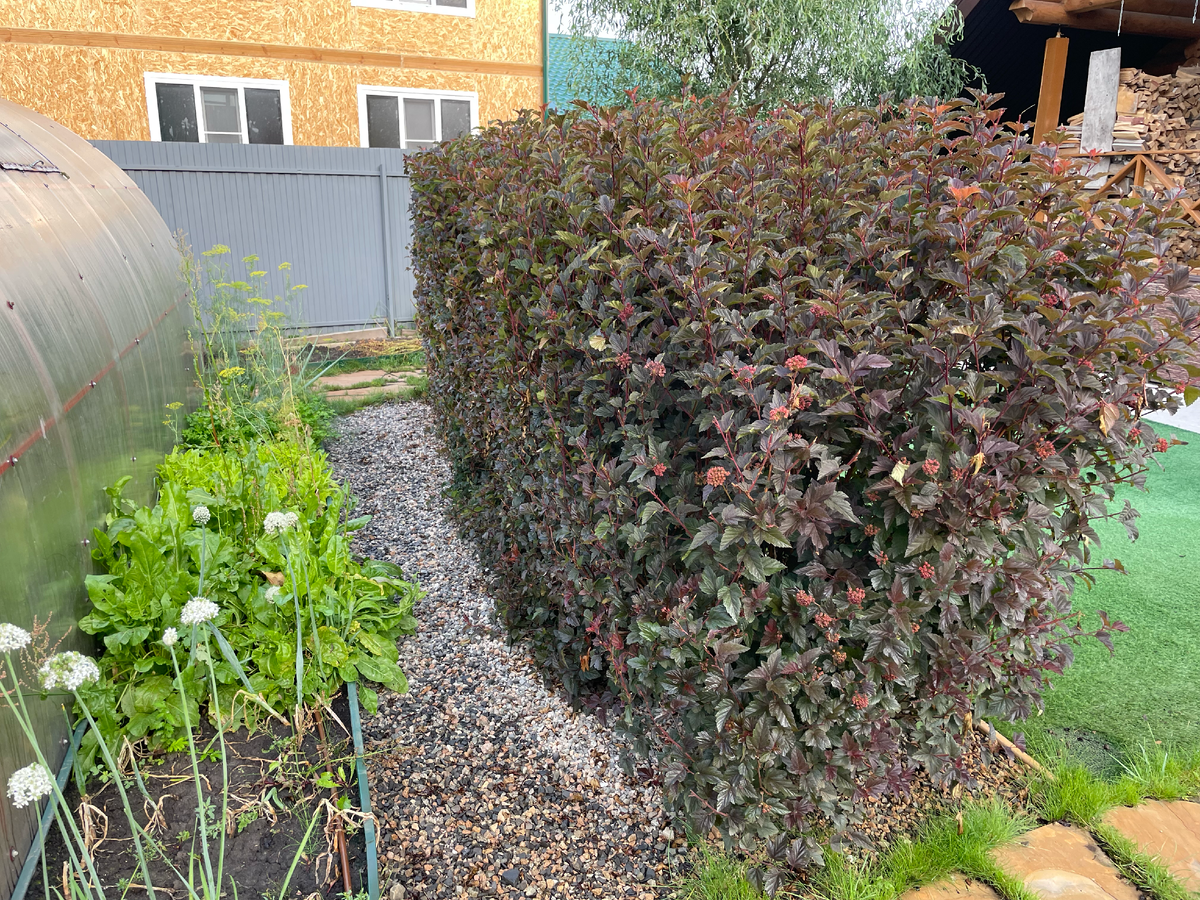 Через 3-4 сезона изгородь уже полностью закрыла теплицу