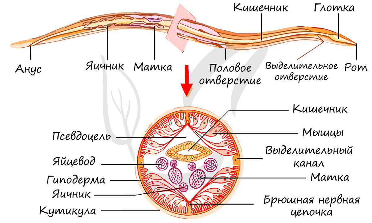 Простота и эффективность — вот девиз строения круглого червя.