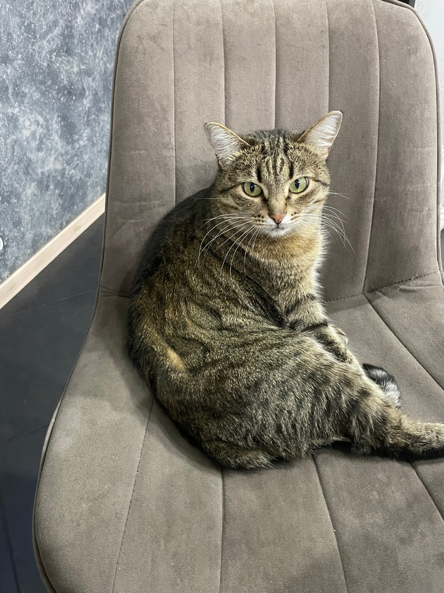 Кошка Мурзилка 