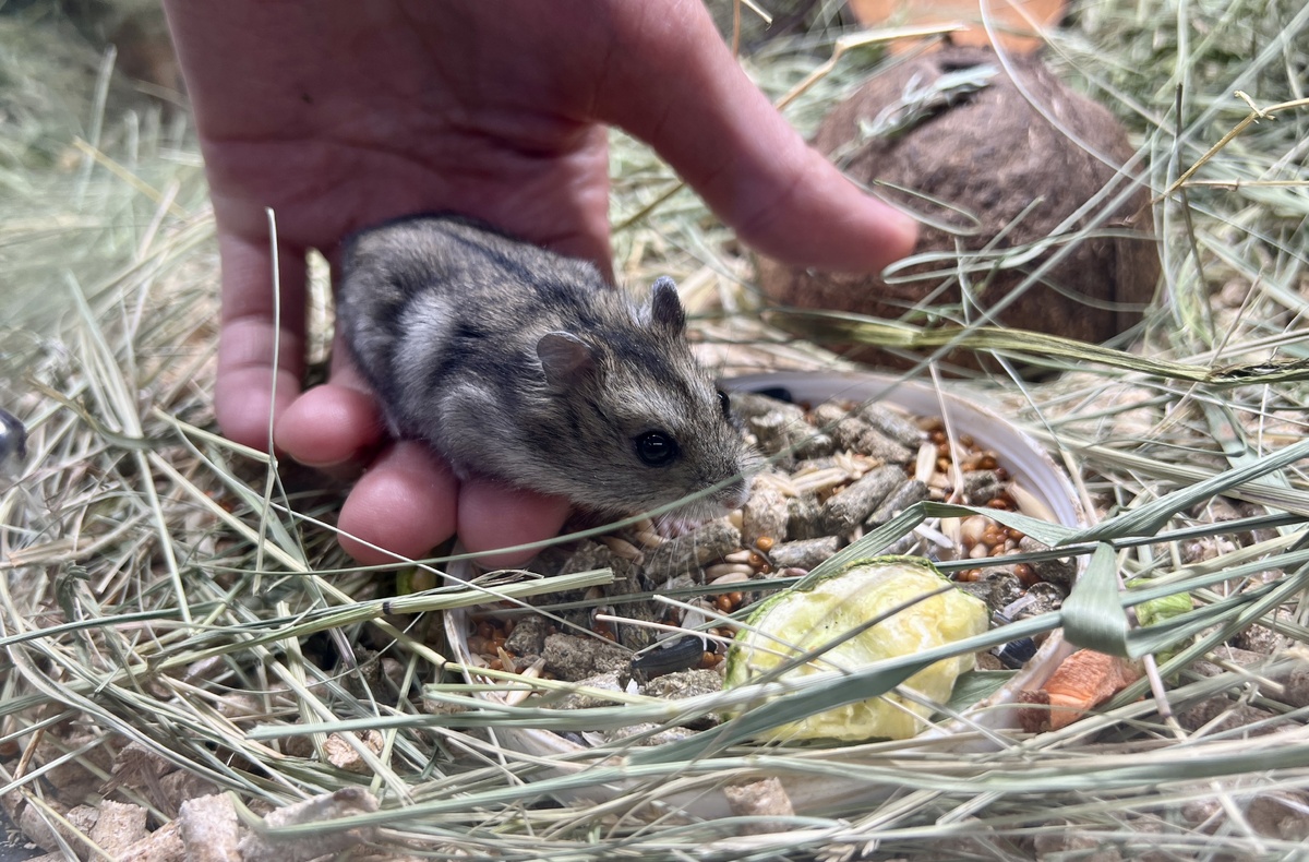 За очаровательной внешностью скрывается организм, идеально приспособленный к выживанию в самых суровых условиях. 