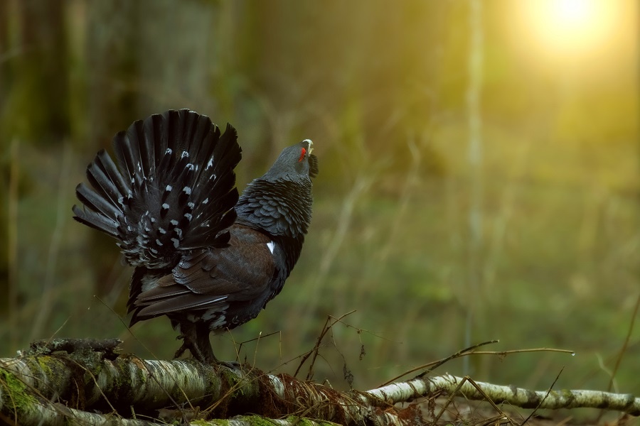 Виталий Горшков (с) 