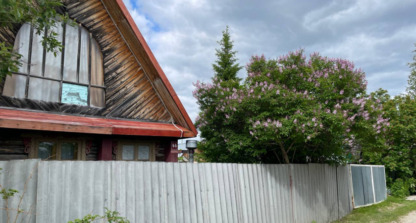 Это дерево «выпьет» вашу выгребную яму за три глотка: посадил на участке и забыл про откачку навсегда