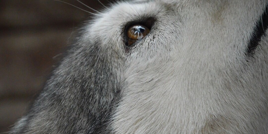 Они замерзнут в мороз: в Ижевске разрушили будки, построенные для бездомных собак