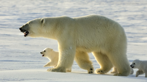 Это вам не Умка: настоящий характер медведей-полярников