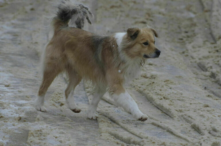   Игорь Самохвалов/«Парламентская газета»