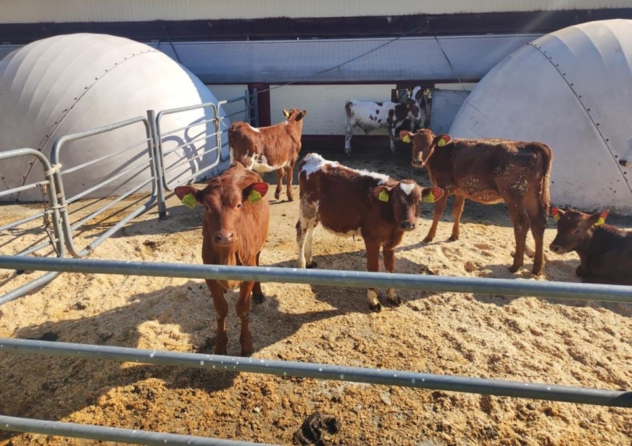     Животноводческие объекты – под контролем: где КГК выявил нарушения по подготовке к зимне-стойловому периоду