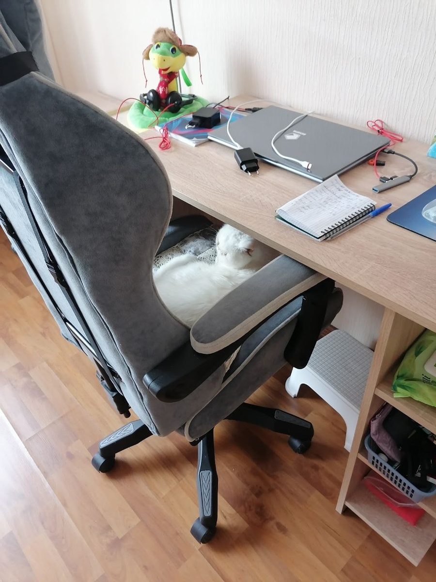 На днях кое-кто был пойман на том, что пытался отжать у меня моё кресло. Пришлось всё культурно объяснить тапком - больше попыток не было😄