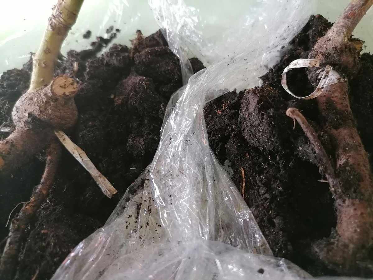 Ленты на прививках не были убраны, они вросли в стебли, образовались перетяжки и наплывы, фото автора