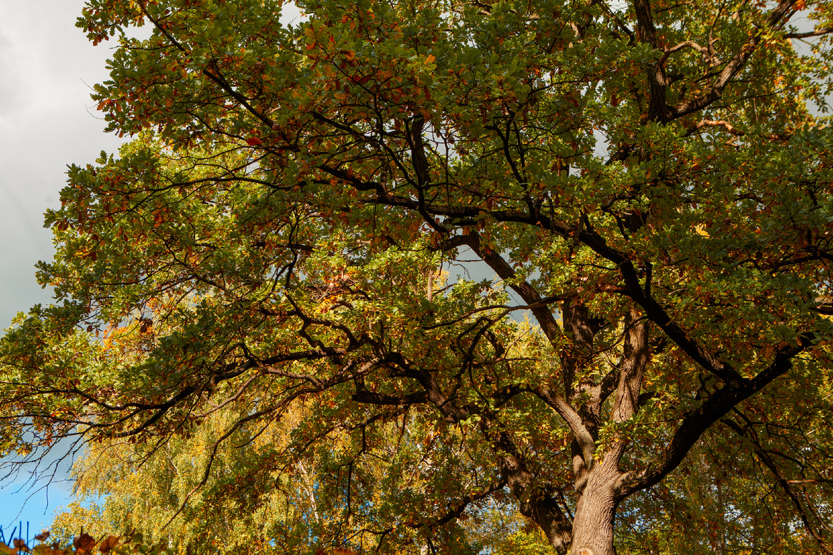 «Императорские» дубы в Усадьбе Кусково