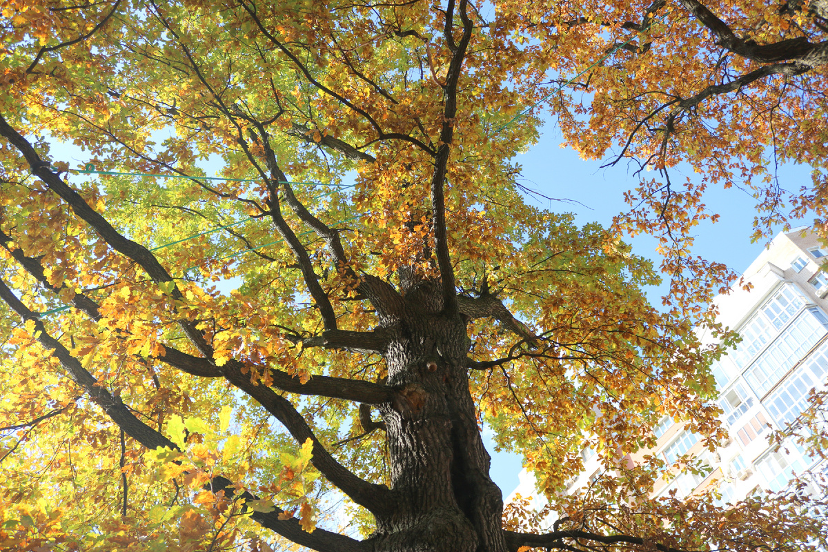 Дуб в Усадьбе Воронцово