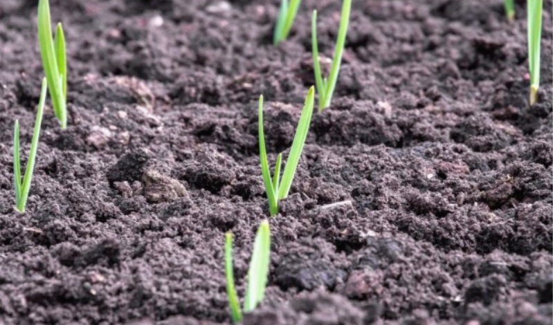 Что нужно сделать, если озимый чеснок пророс осенью? Спасаем урожай без паники