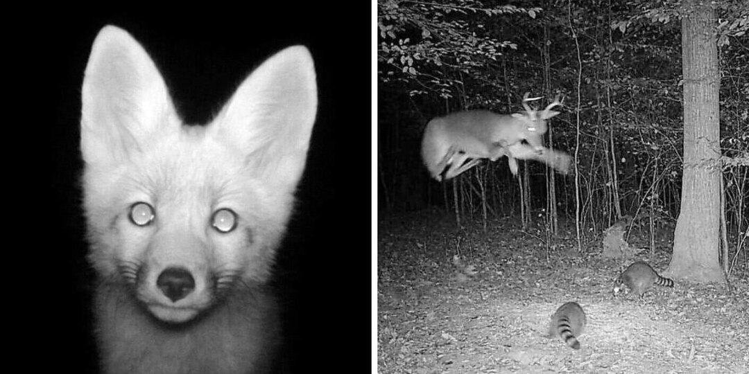 16 камер-ловушек запечатлели забавные и умилительные снимки животных