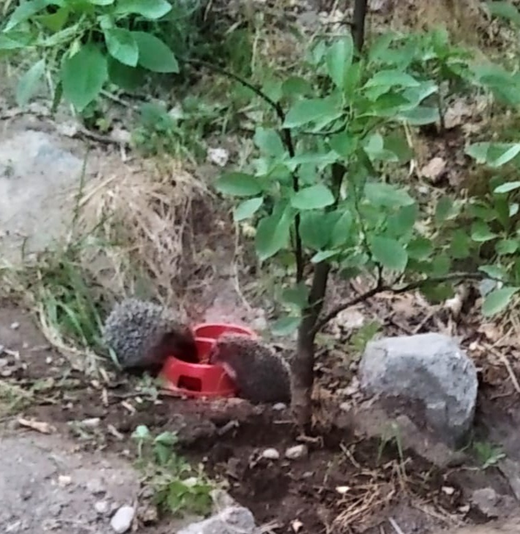 Семейка ежей.