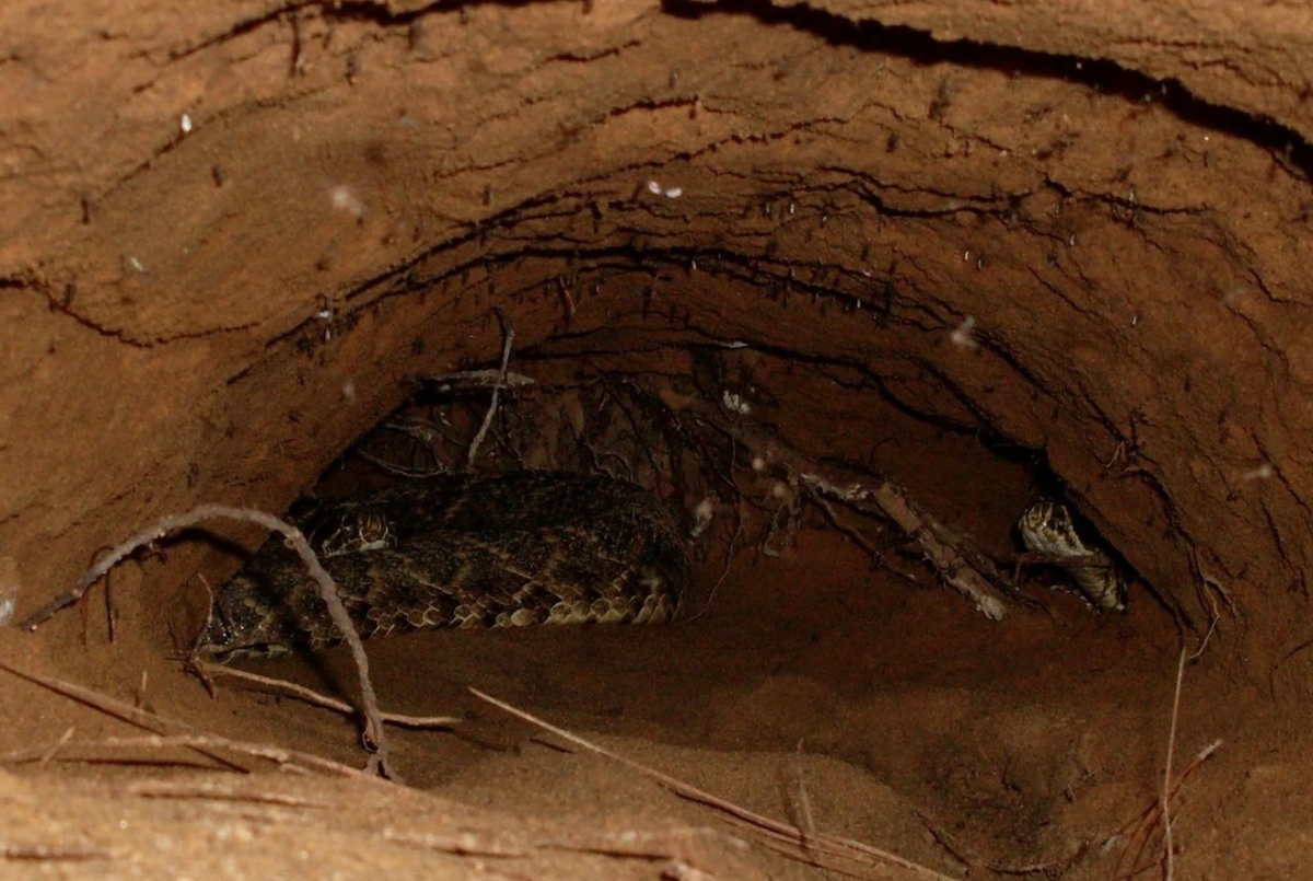    Змея в глубокой норе