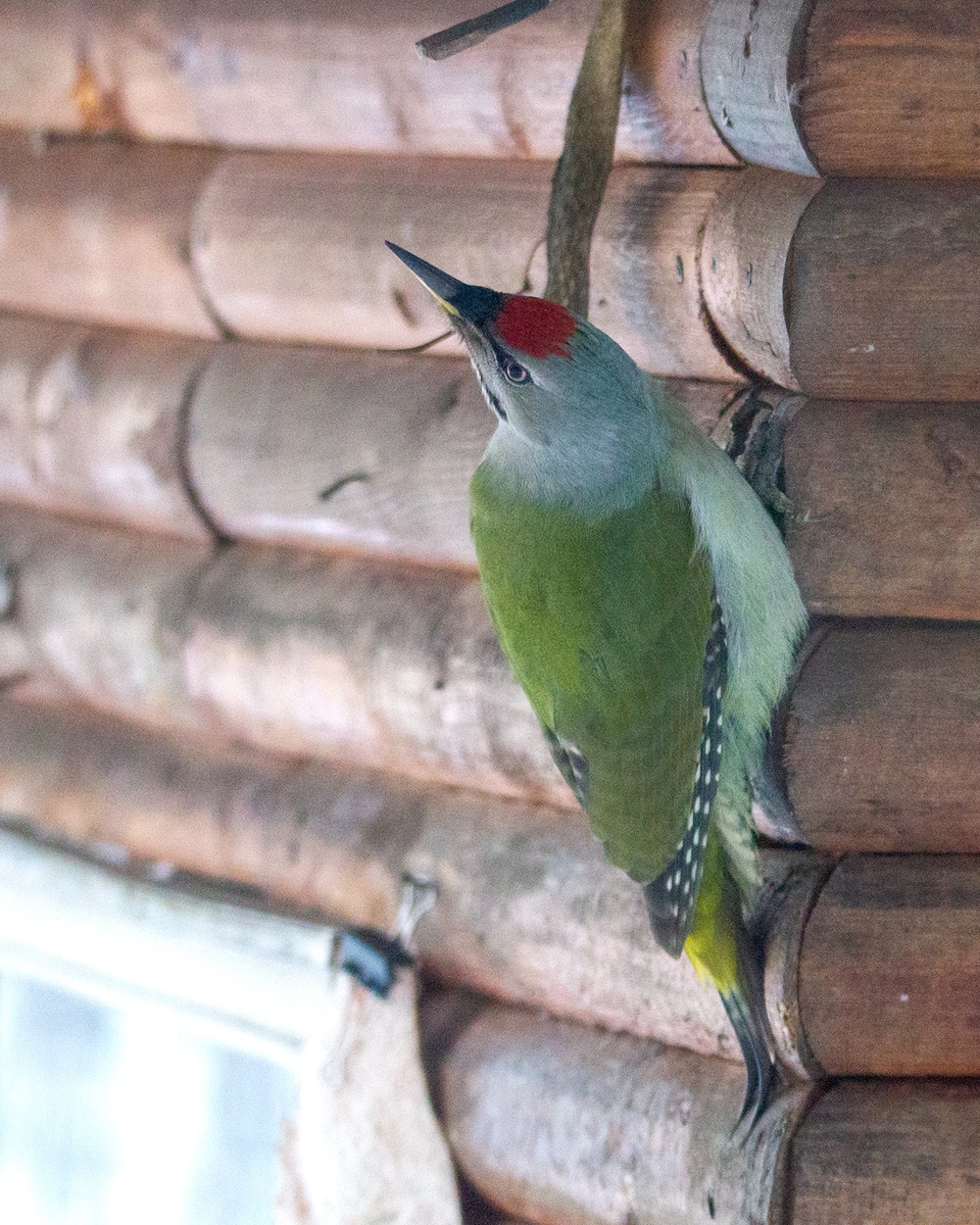 А к нам сегодня вот такого красивого дяденьку замело!😃
Седой Дятел, очень редкий гость у нас на кормушке. 26.01.2025г.
