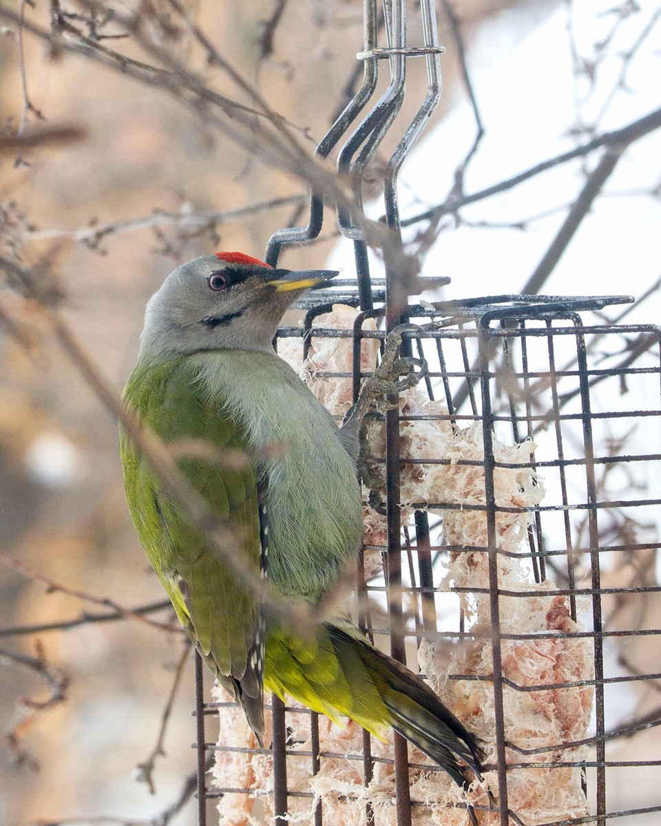 Седой Дятел, очень редкий гость у нас на кормушке. 26.01.2025г.
