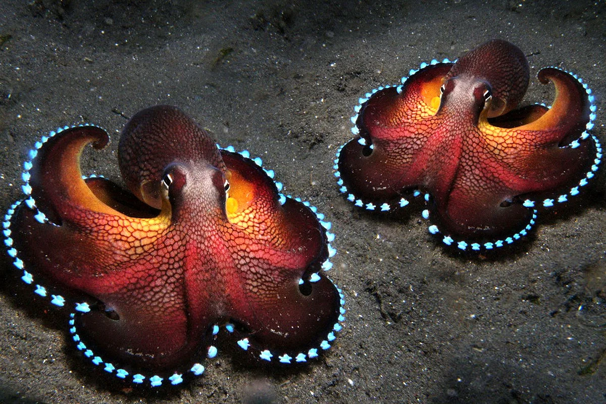 Кто сказал, что инопланетяне должны прилетать с других планет? Иногда самые удивительные существа живут совсем рядом!