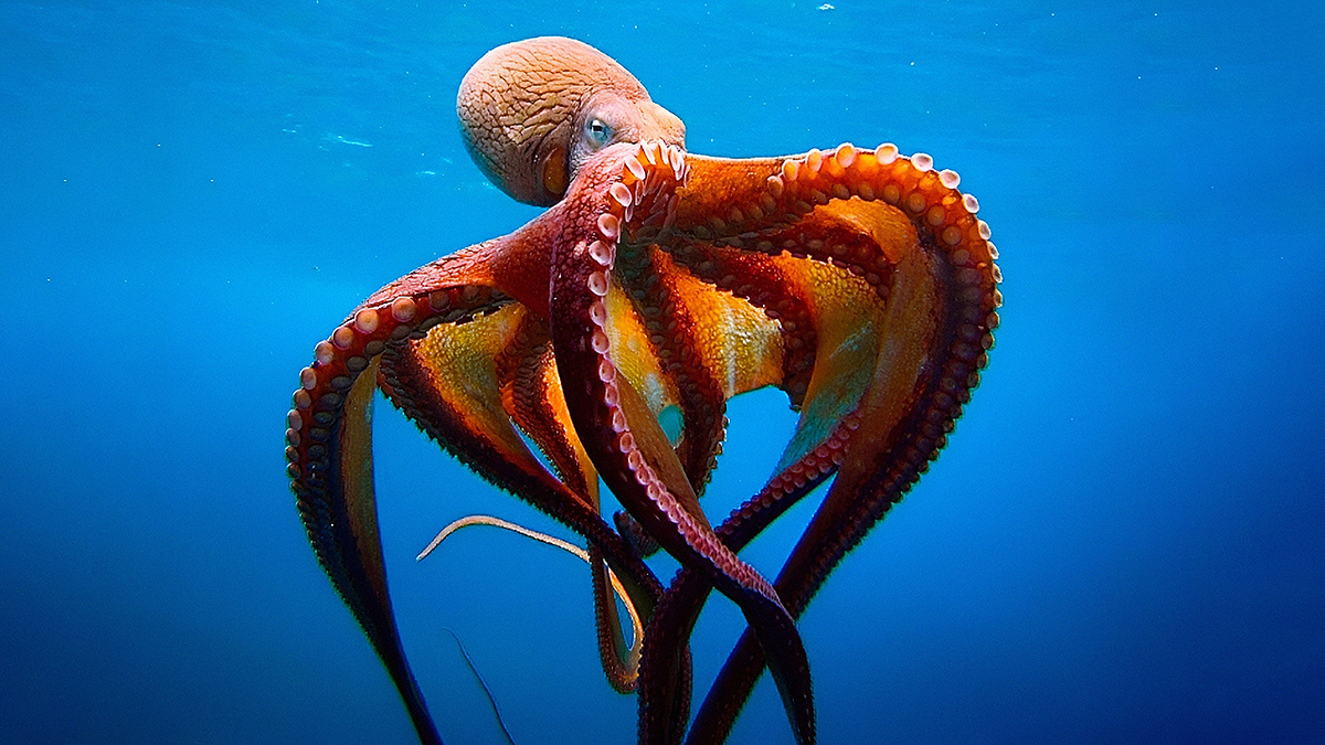 Три сердца, голубая кровь и никаких костей — вот такой необычный «паспорт» у нашего героя.