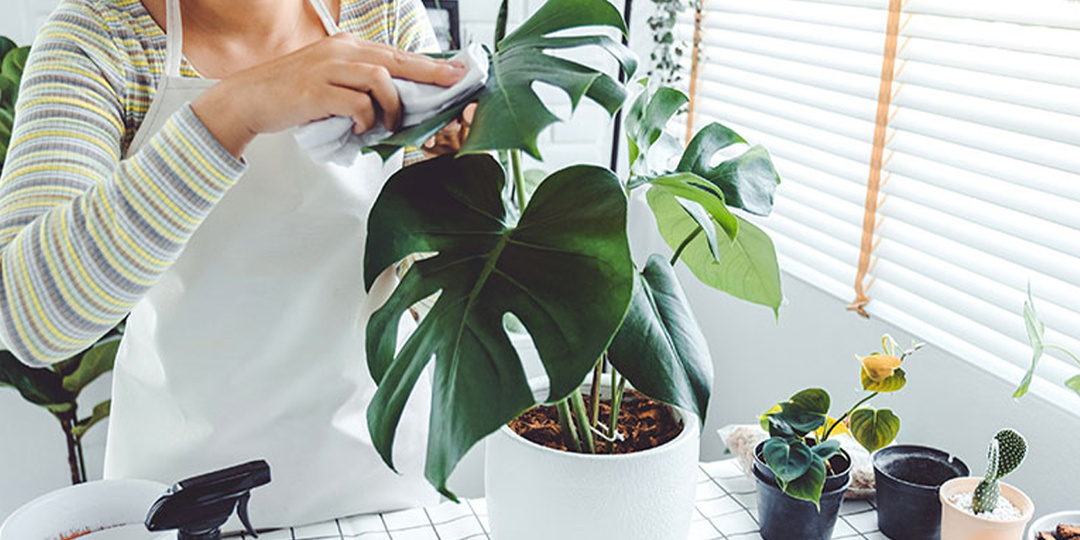 7 главных ошибок зимнего ухода за комнатными растениями