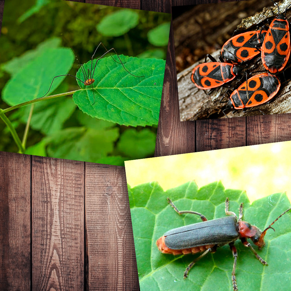 Фото с просторов интернета