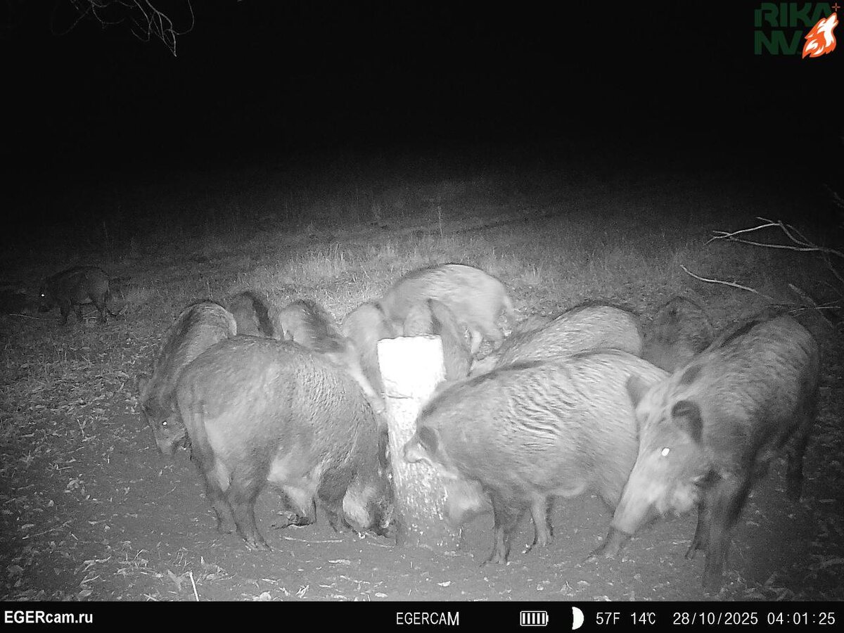 Как можно видеть, ночью *столовая* используется особенно активно