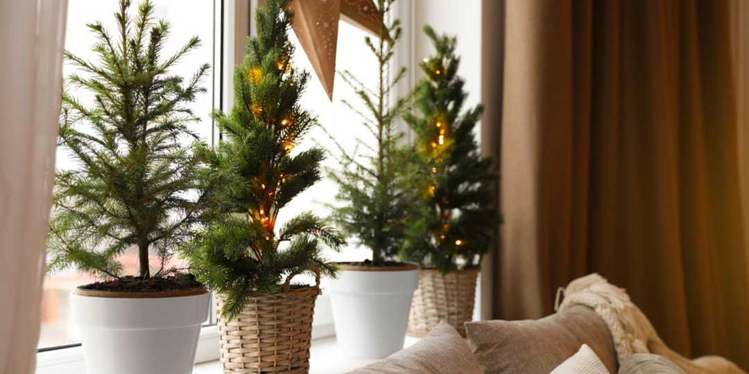 Новогодняя елка круглый год − как выбрать саженец и сохранить его до весны?
