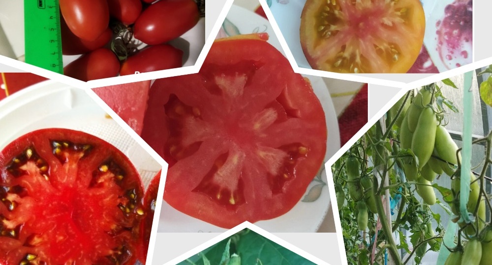 Сорта томатов, которые я буду повторять в 2026 году. Объясняю почему