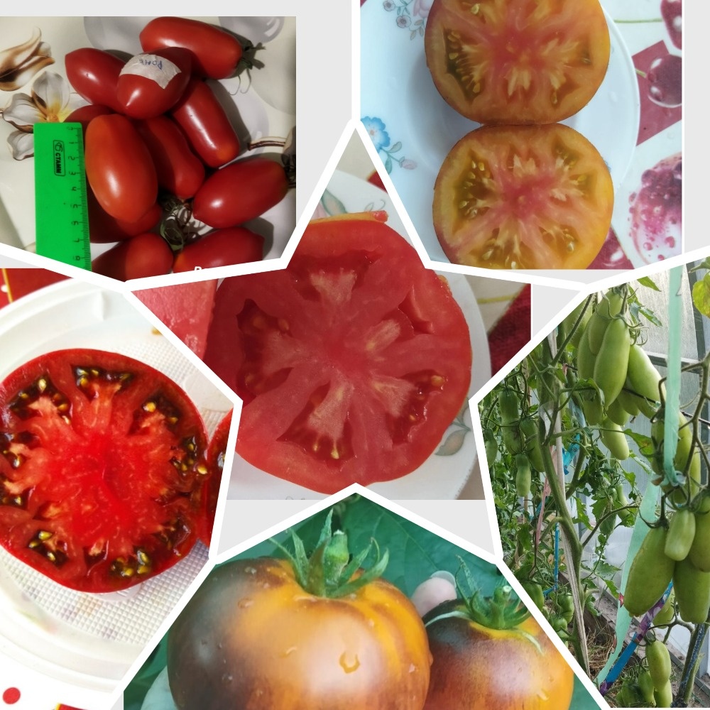 мои повторы сортов томатов. Не новенькие сорта 25 года)