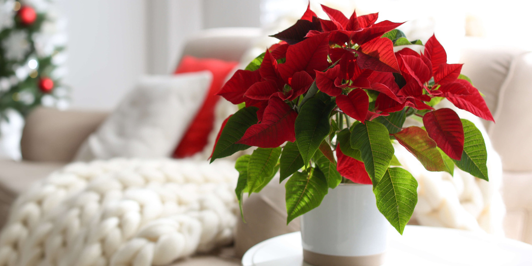 5 причин, почему рождественская звезда сбрасывает листья