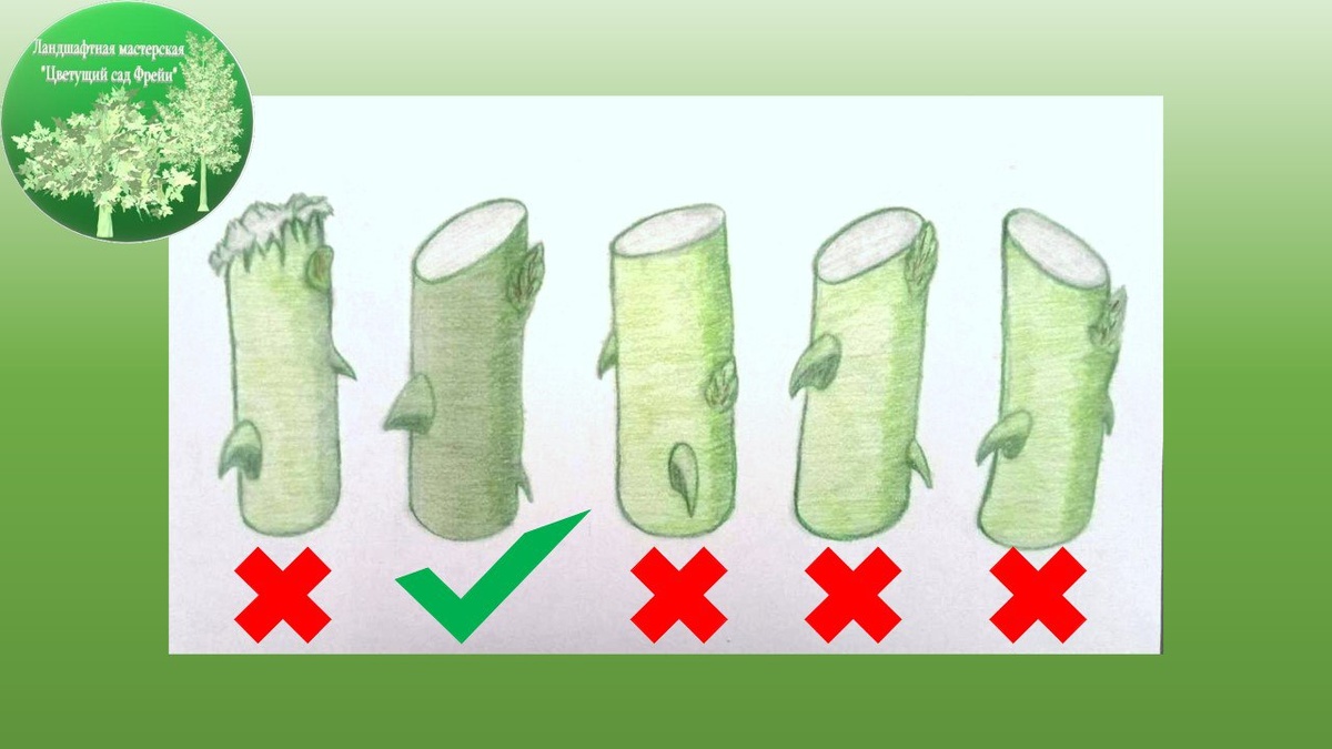 Фото автора: Как сделать правильный срез при обрезке роз