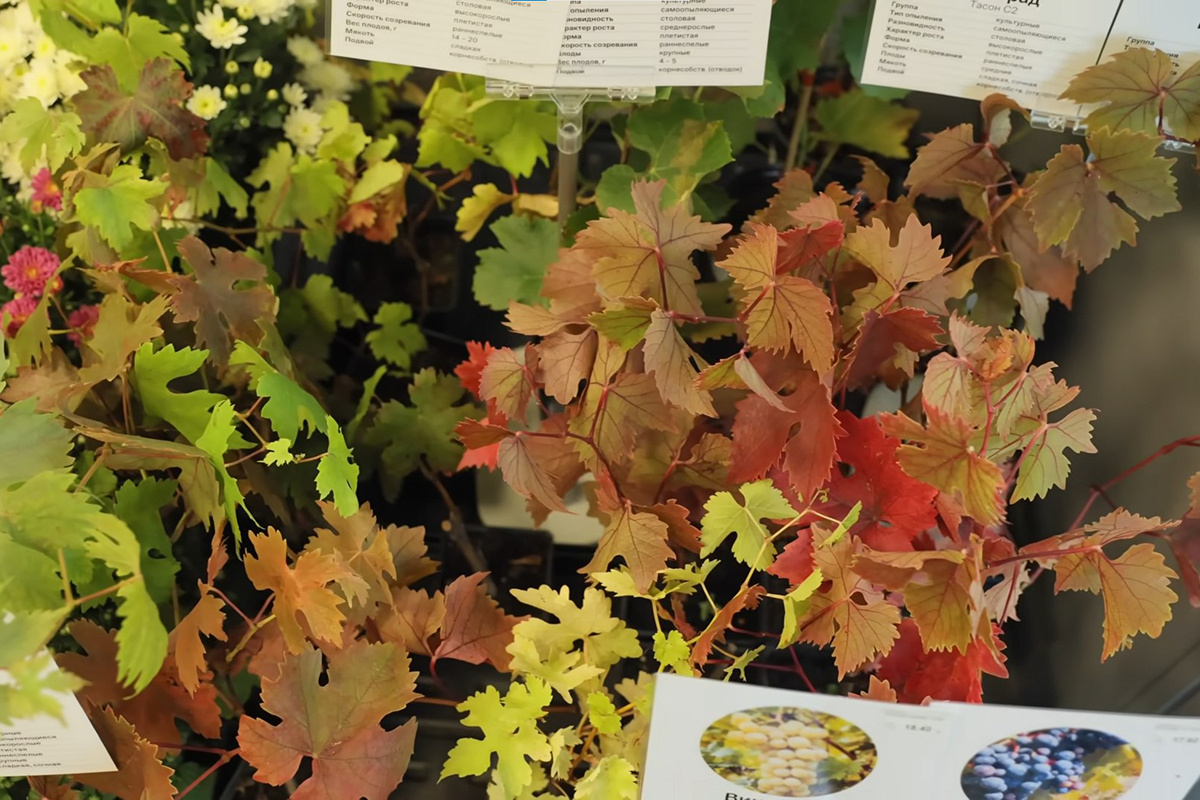 Скриншот видео