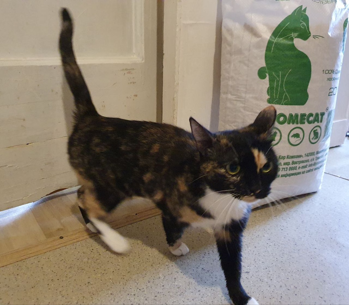 Это я бегу навстречу гостям