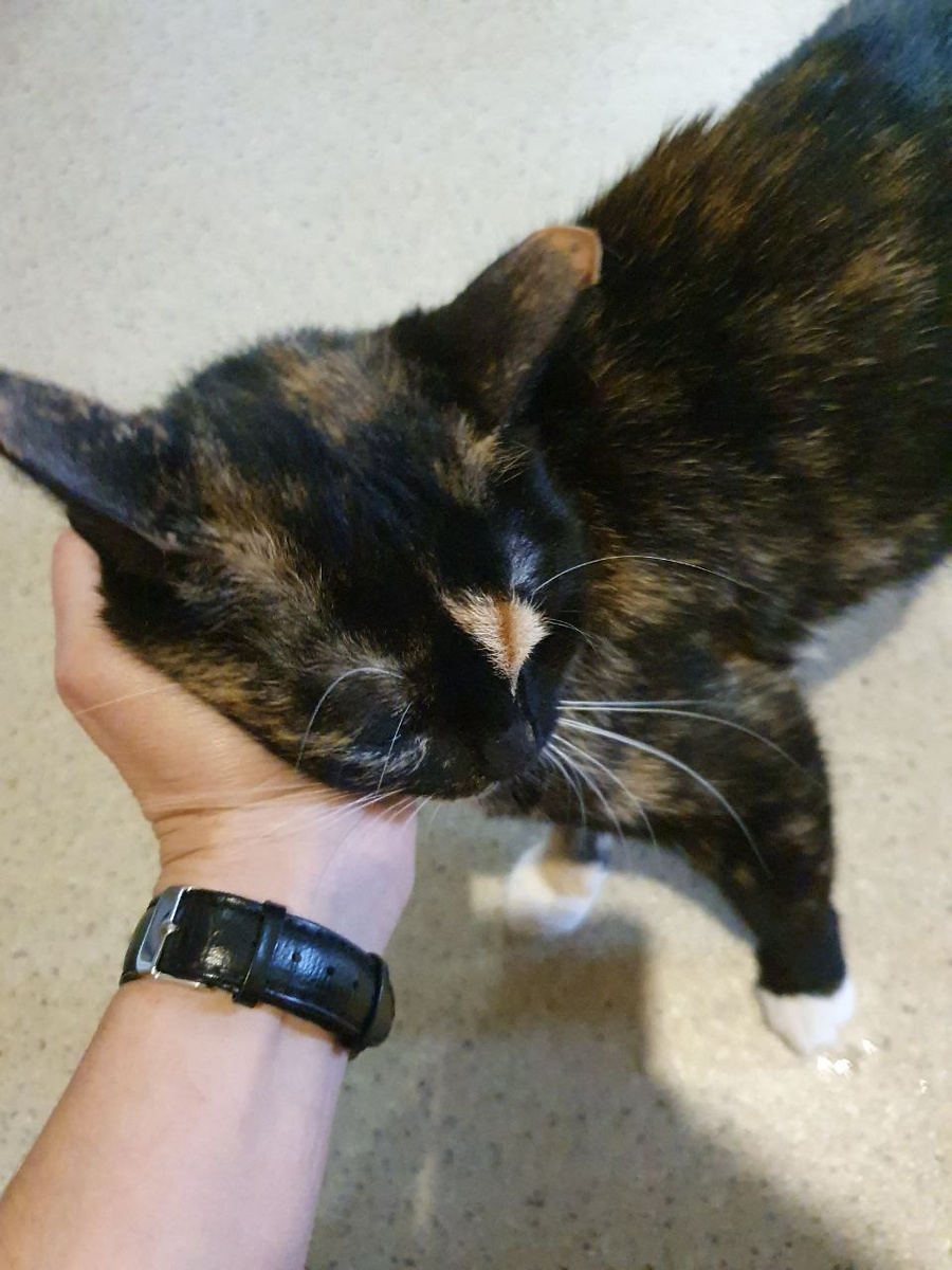 А это наши любимые гости гладят меня