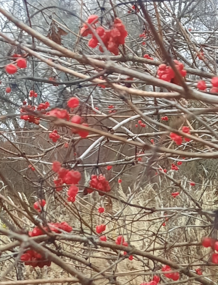 Калина. Фото автора 